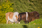 2 Shetland Ponies