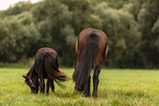 Shetlandpony und Islnder