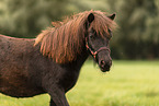 Shetlandpony