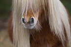 Shetlandpony