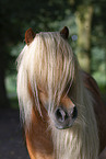 Shetlandpony
