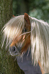 Shetlandpony