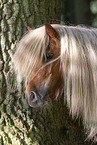 Shetlandpony