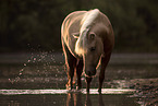 Shetland Pony Stute