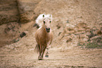 Shetland Pony Stute