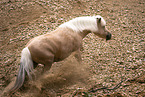 Shetland Pony Stute