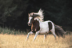 Shetlandpony