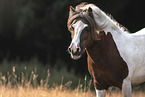 Shetlandpony