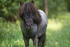 Shetland Pony im Sommer