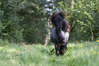 Shetland Pony im Sommer