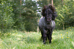 Shetland Pony im Sommer