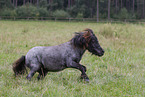 Shetland Pony im Sommer