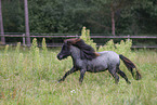 Shetland Pony im Sommer