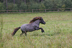 Shetland Pony im Sommer