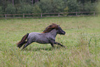 Shetland Pony im Sommer