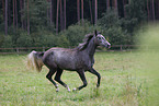 Shetland Pony im Sommer