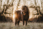 Shetland Pony im Abendlicht