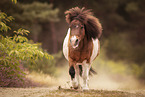 Shetland Pony