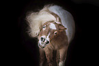 Shetland Pony Schecke