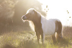 Shetland Pony Schecke