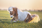 Shetland Pony Schecke