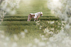 Shetland Pony Schecke