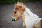 Shetland Pony Fohlen