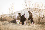 Shetland Ponys