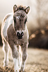 Shetland Pony Fohlen