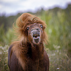 Shetland Pony Portrait