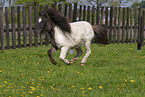 ausgewachsenes Shetland Pony