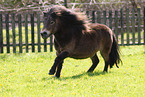 ausgewachsenes Shetland Pony