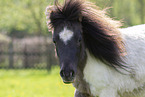 ausgewachsenes Shetland Pony