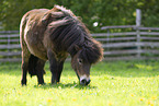 ausgewachsenes Shetland Pony