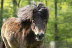 ausgewachsenes Shetland Pony