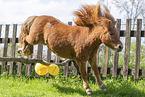 ausgewachsenes Shetland Pony