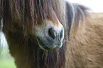 ausgewachsenes Shetland Pony