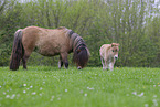 Shetland Ponies