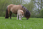 Shetland Ponies