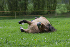 ausgewachsenes Shetland Pony