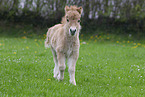 Shetland Pony Fohlen