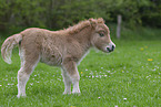 Shetland Pony Fohlen