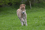 Shetland Pony Fohlen