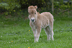 Shetland Pony Fohlen
