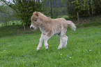 Shetland Pony Fohlen