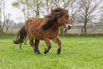 ausgewachsenes Shetland Pony