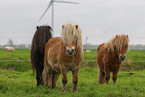 Shetland Ponies