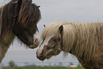 Shetland Ponies