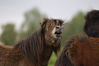 Shetland Ponies