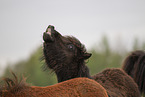 Shetland Ponies